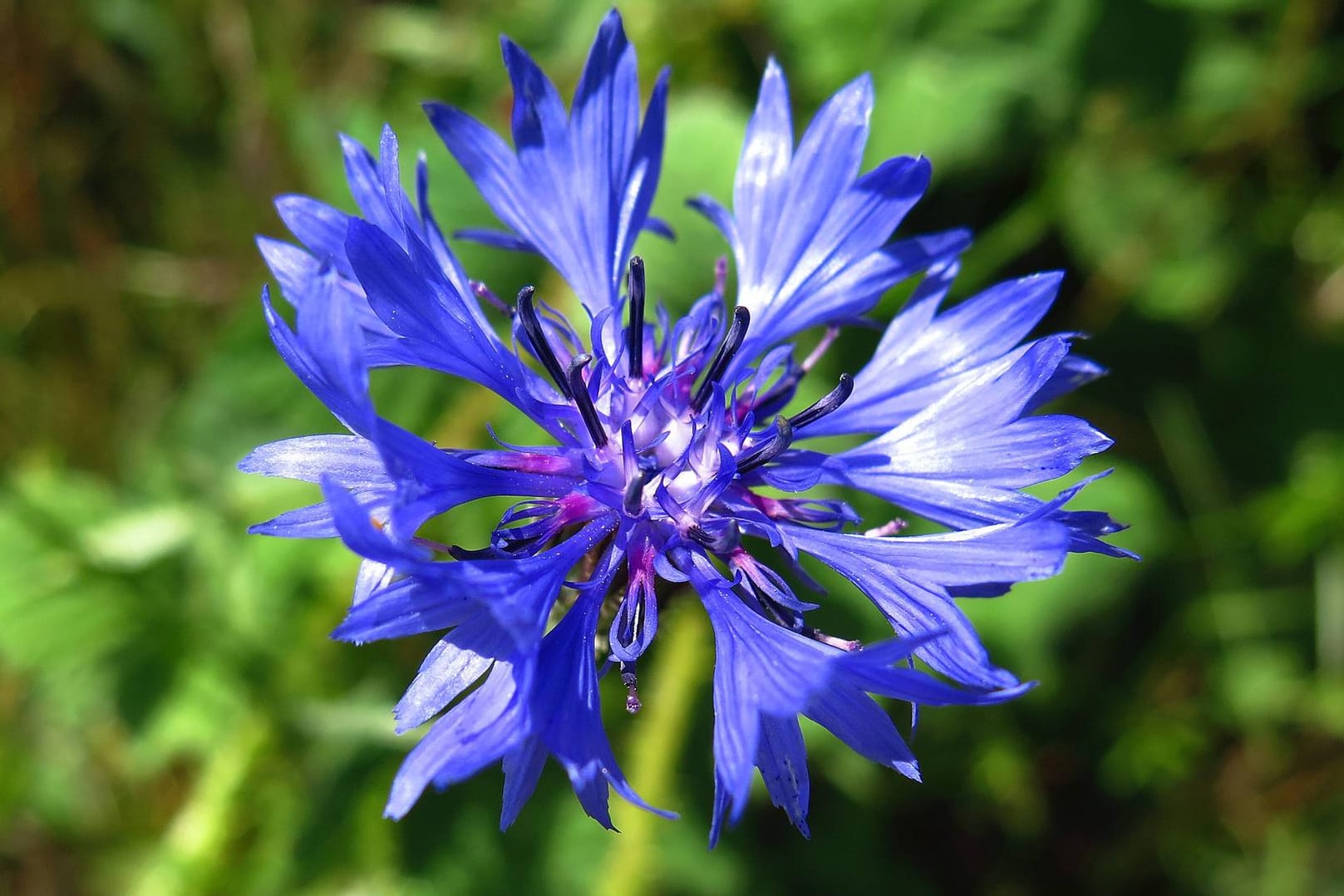 Die Kornblume steht mittlerweile unter Naturschutz.