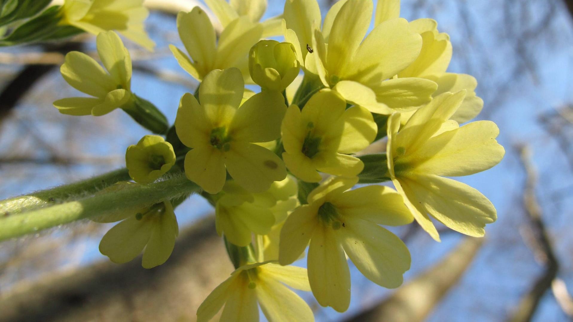 Schon Hildegard von Bingen kannte die Heilkraft der Schlüsselblume.