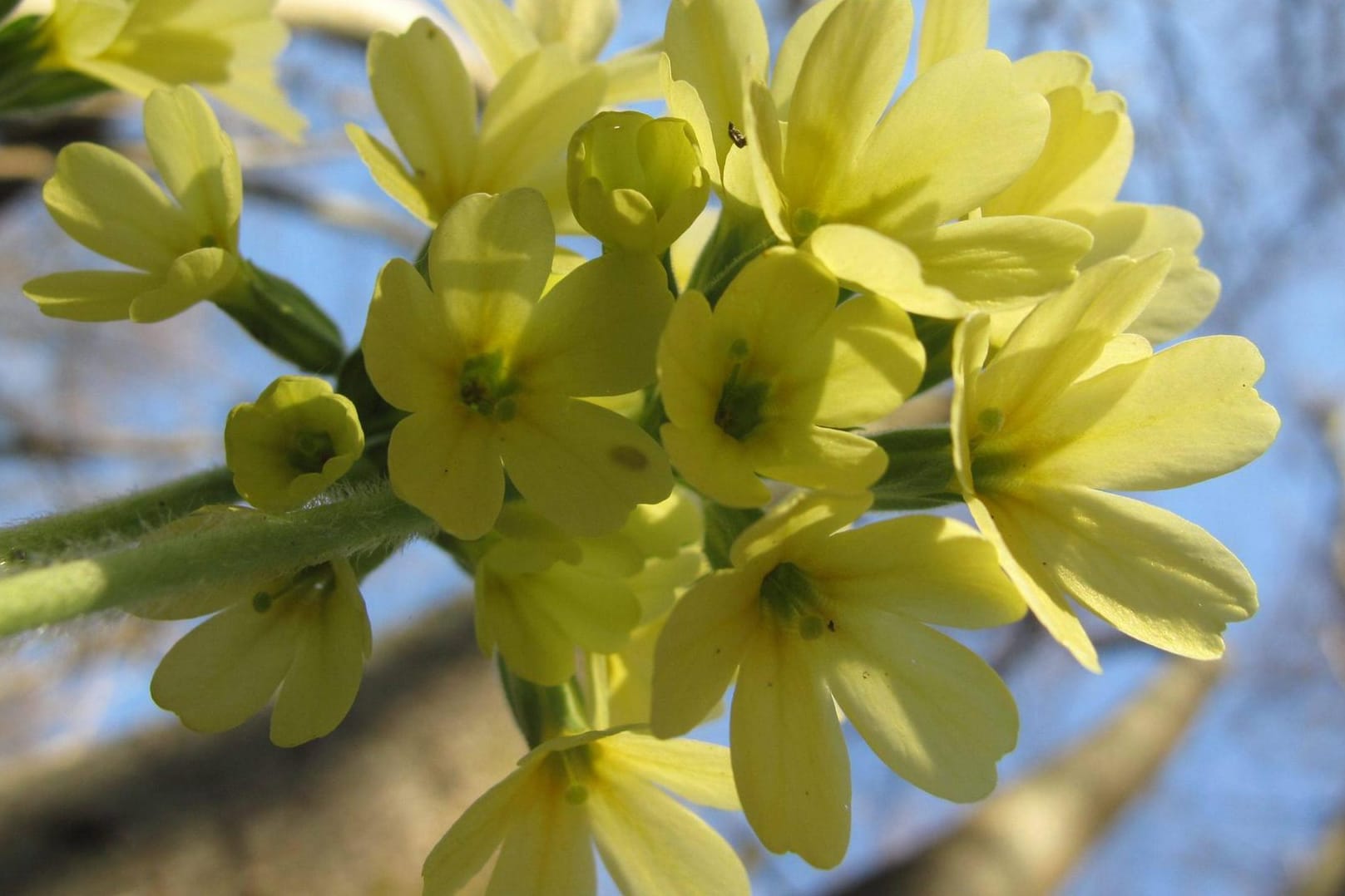 Schon Hildegard von Bingen kannte die Heilkraft der Schlüsselblume.