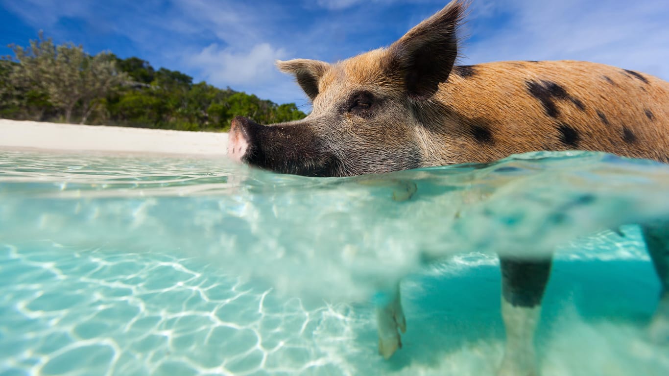 Die schwimmenden Schweine auf den Bahamas sind ein Highlight.