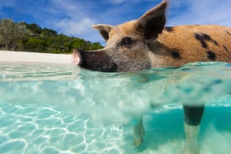 Die schwimmenden Schweine auf den Bahamas sind ein Highlight.
