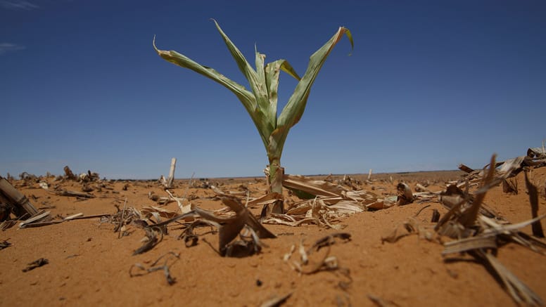 Eine Folge des Klimawandels: Weltweit steigen die Durchschnittstemperaturen.