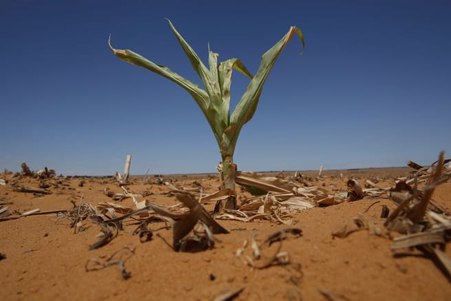 Eine Folge des Klimawandels: Weltweit steigen die Durchschnittstemperaturen.