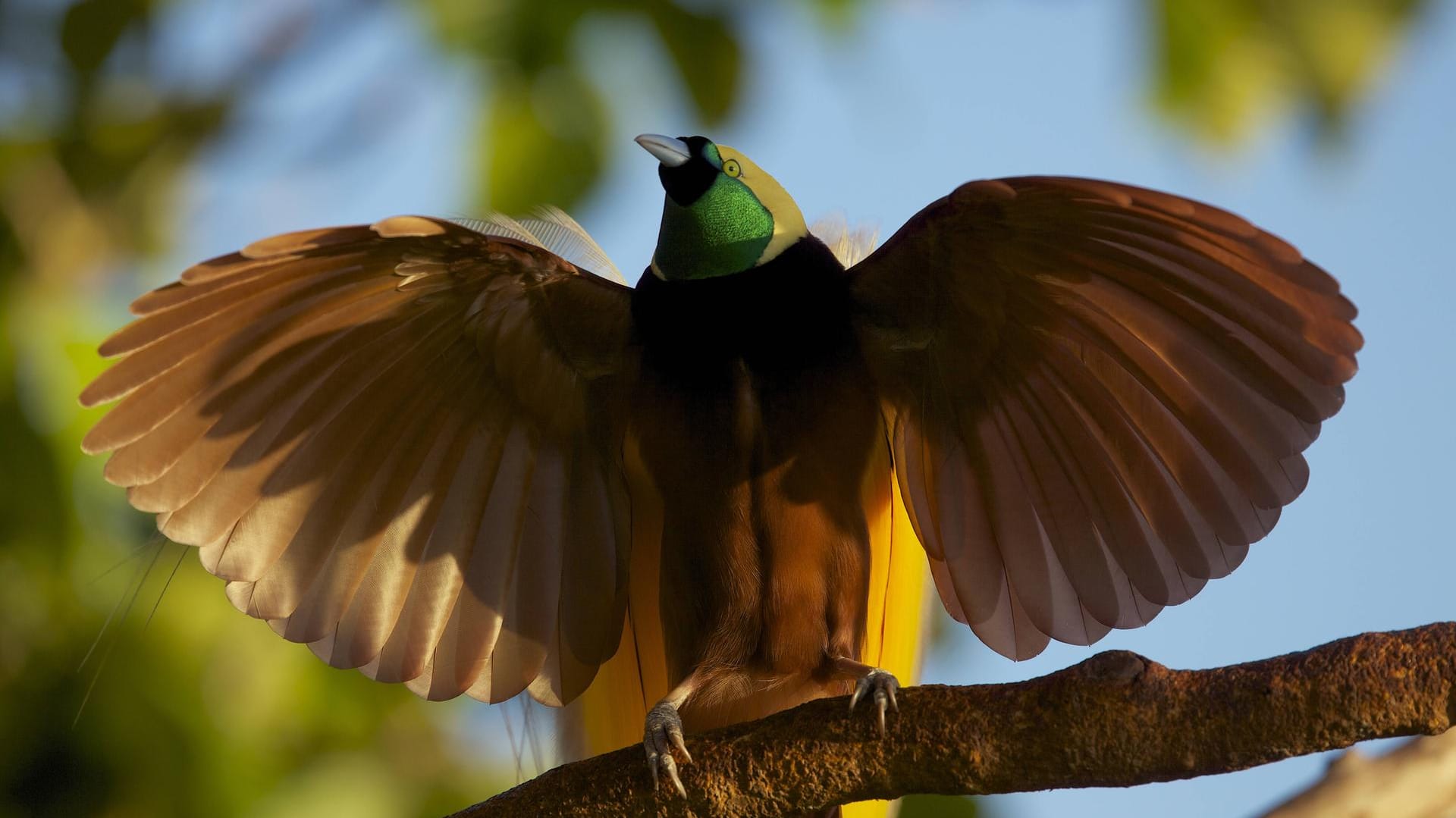 Der Paradiesvogel zeigt hier sein prächtiges Federkleid. Er ist vom Aussterben bedroht.