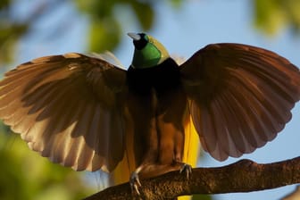 Der Paradiesvogel zeigt hier sein prächtiges Federkleid. Er ist vom Aussterben bedroht.