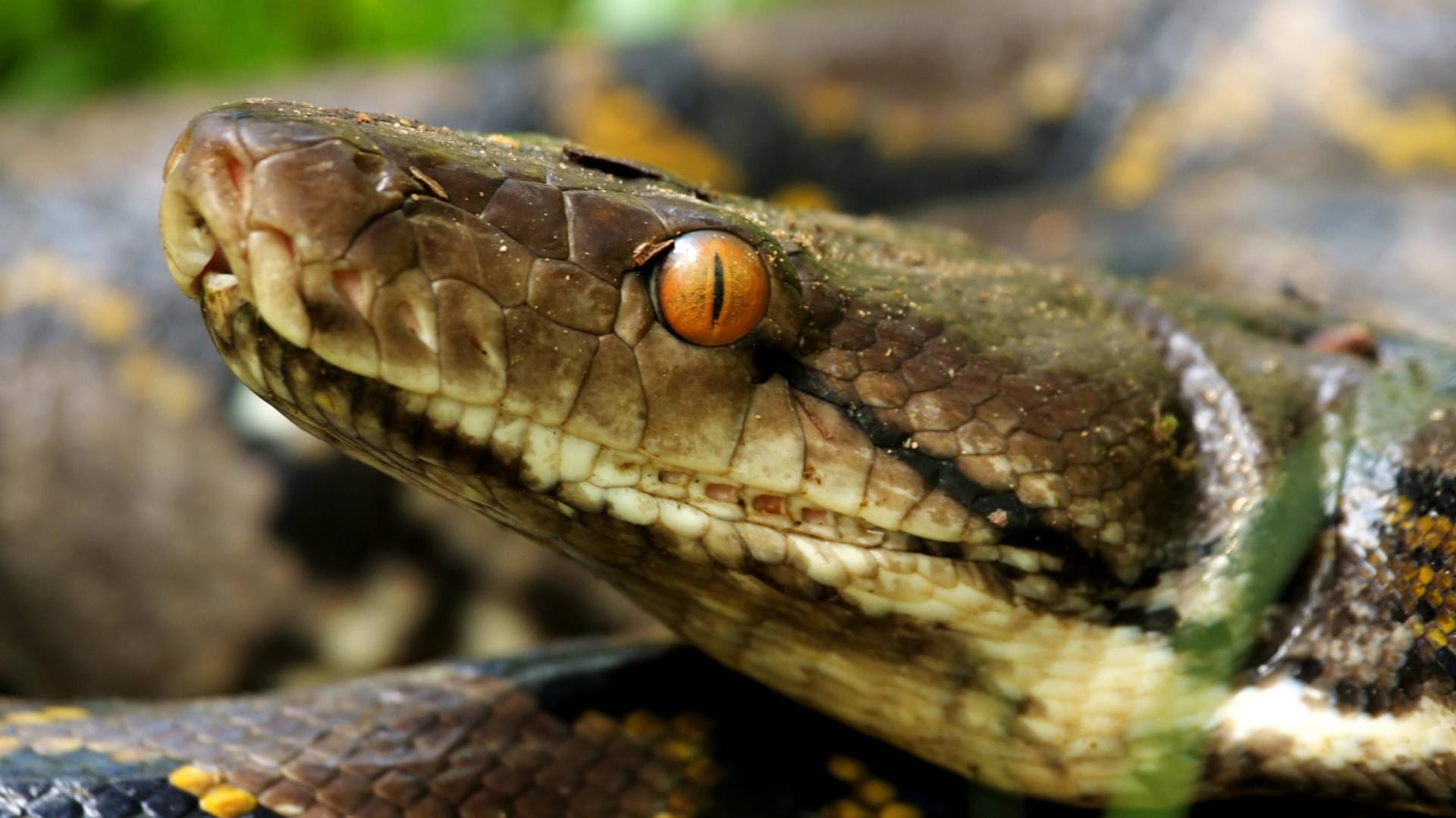 Die Netzpython kann aufgrund ihrer Größe auch Tiere wie Ziegen oder Krokodile verschlingen.