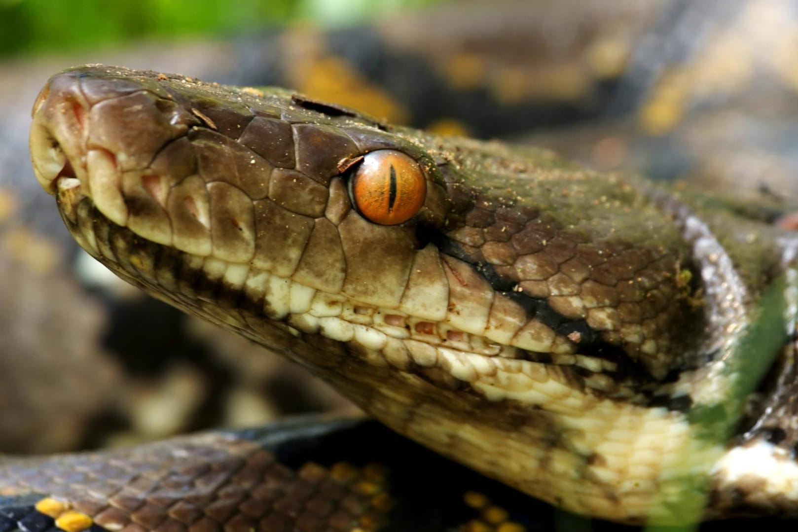 Die Netzpython kann aufgrund ihrer Größe auch Tiere wie Ziegen oder Krokodile verschlingen.