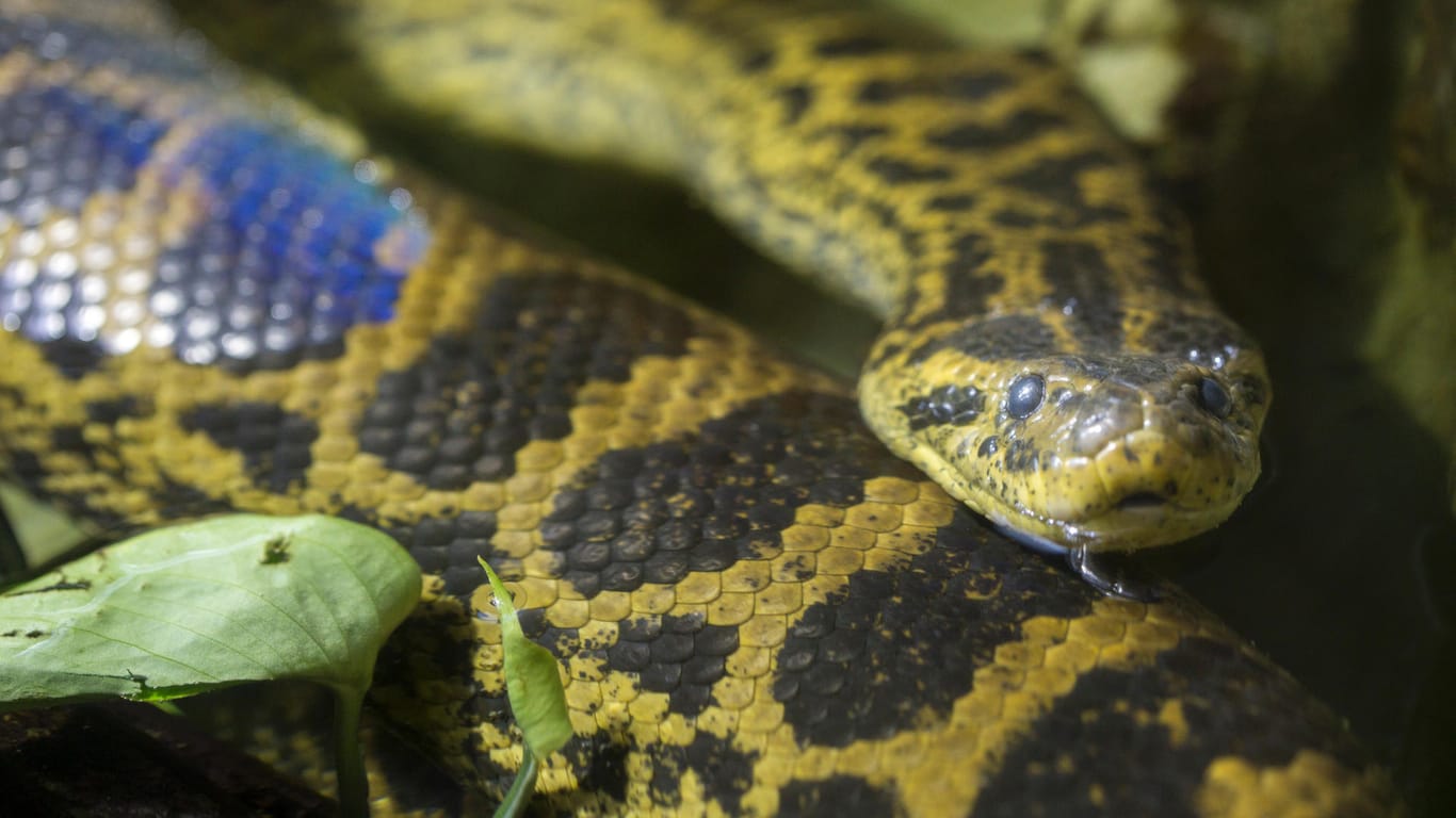 Die Gelbe Anakonda ist eine der vielen Unterarten. Sie wird nicht ganz so riesig wie die Große Anakonda.