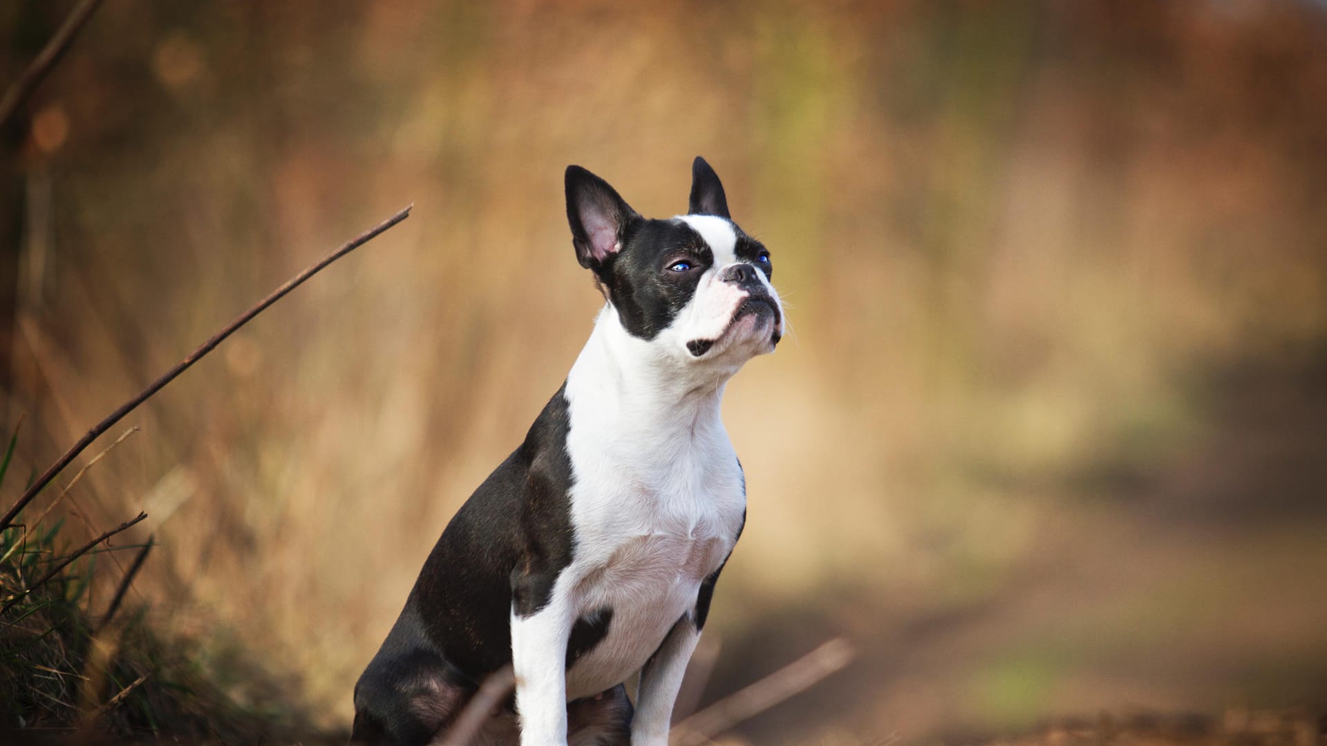 Boston Terrier