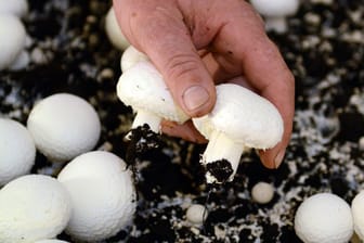 Pilzzucht: Champignons und viele andere Pilze kann man leicht selbst züchten.