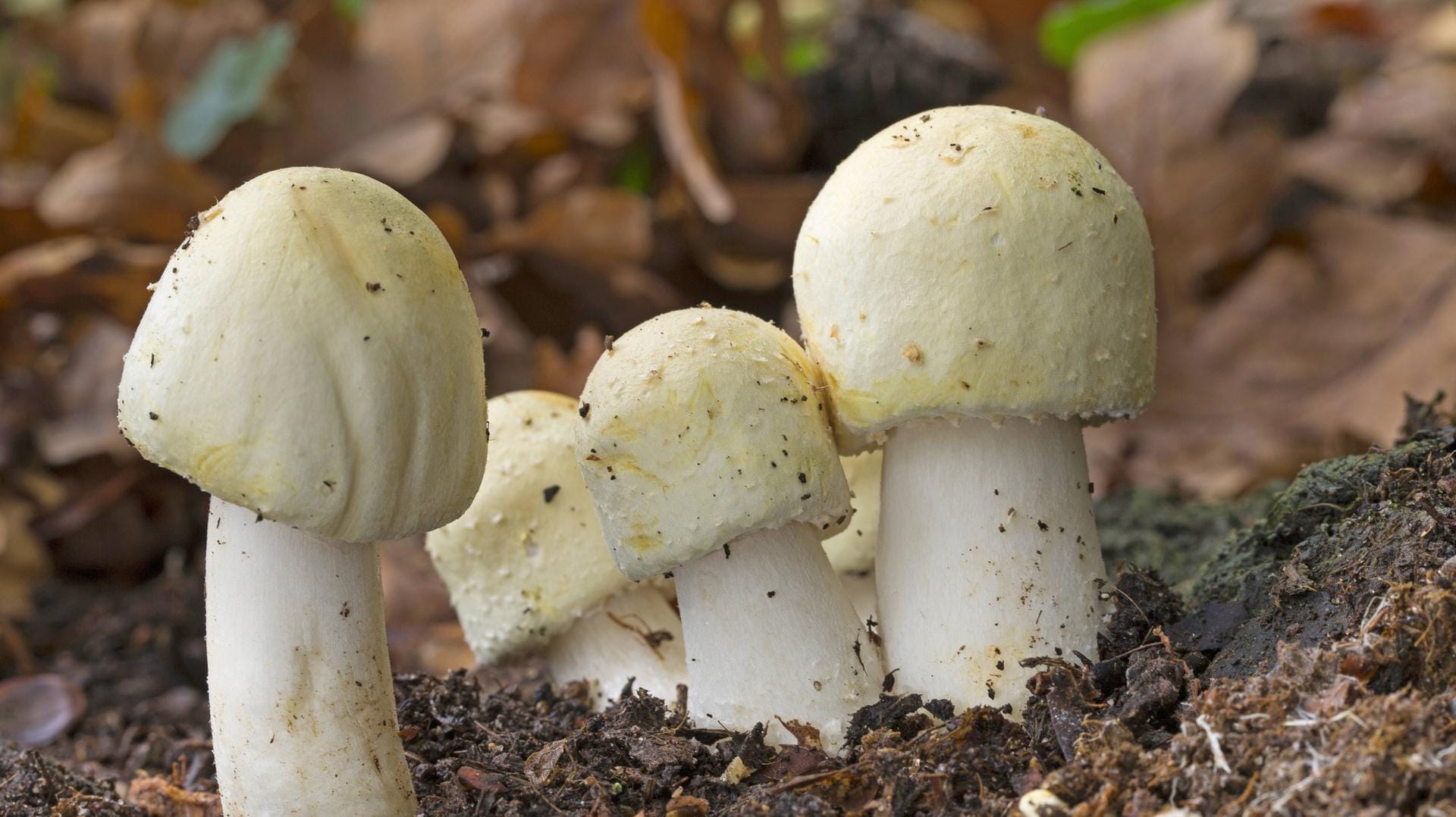 Schaf-Egerling: Der Anischampignon riecht je nach Witterung und Exemplar mehr oder wenige nach Anis.