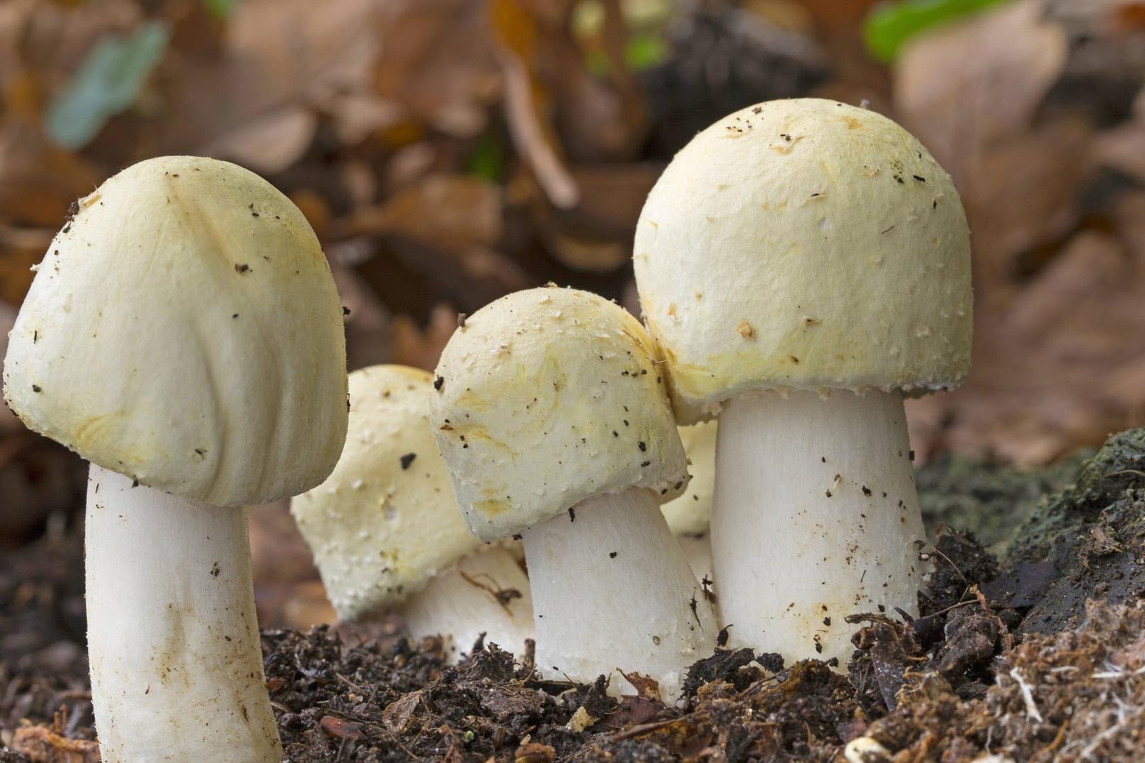 Schaf-Egerling: Der Anischampignon riecht je nach Witterung und Exemplar mehr oder wenige nach Anis.