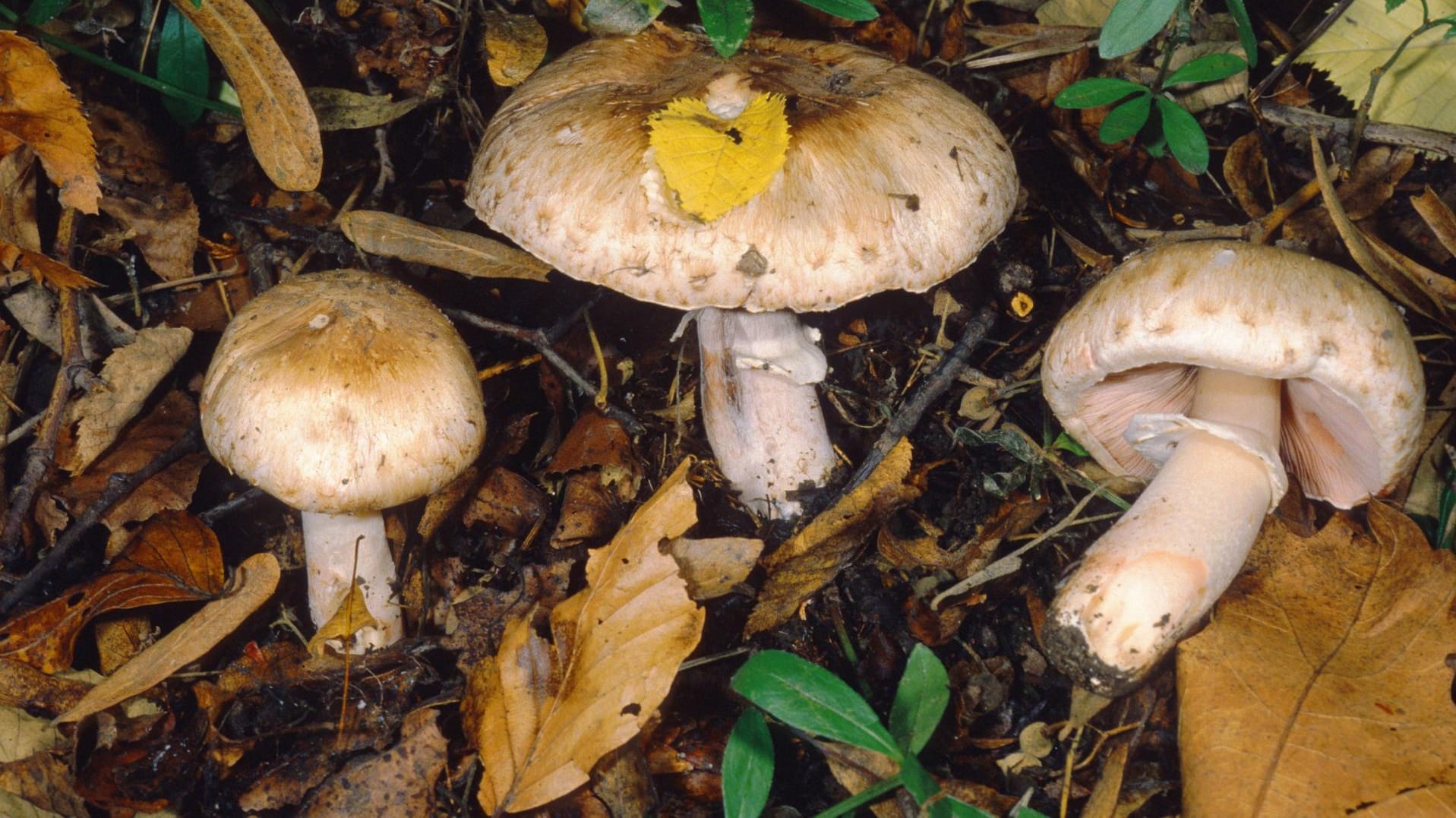 Der kleine Waldchampignon, hier mit einem großen Waldchampignon, ist ein schmackhafter Speisepilz.