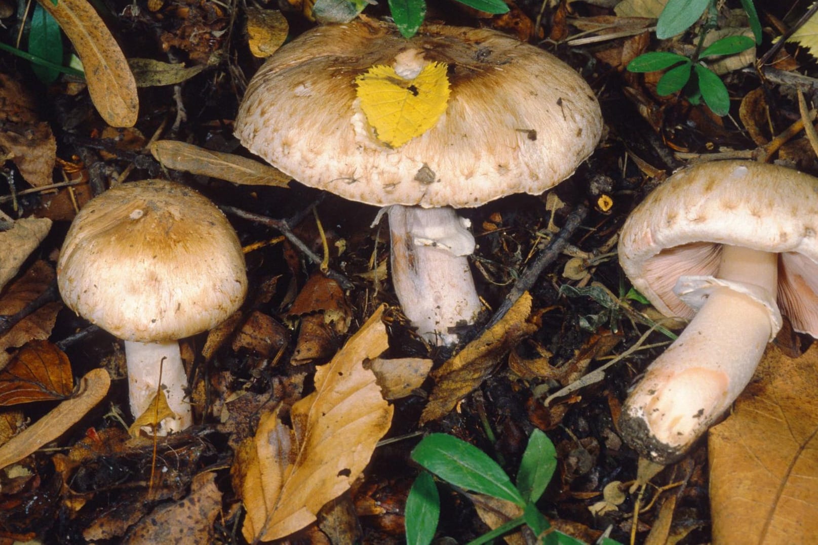 Der kleine Waldchampignon, hier mit einem großen Waldchampignon, ist ein schmackhafter Speisepilz.