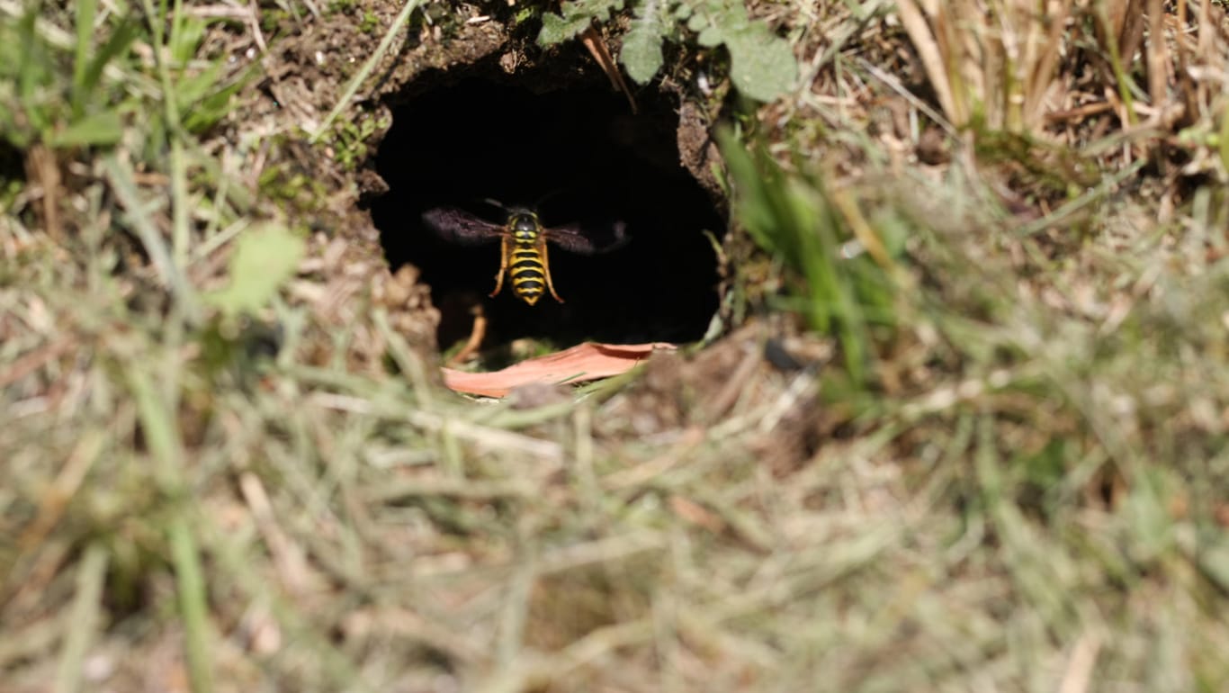 Bestimmte Wespenarten nisten in der Erde. Sie nutzen vornehmlich verlassene Mäusehöhlen.