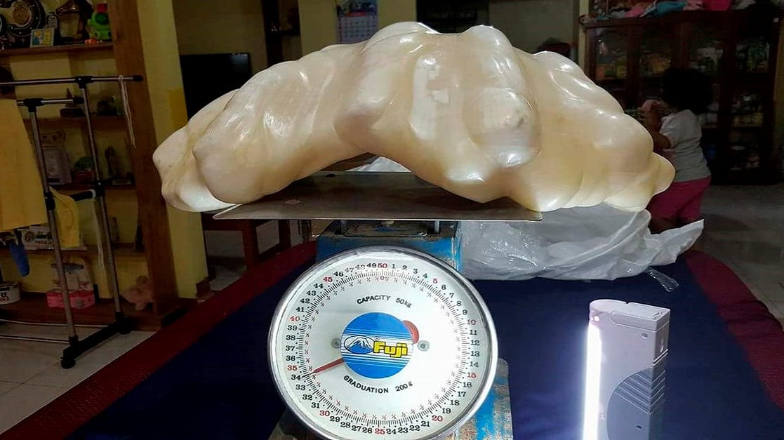 Dickes Ding: Ein philippinischer Fischer hat vor zehn Jahren eine 34 kg schwere Perle gefunden. Geschätzter Wert: 100 Millionen Dollar. Dickes Ding: Ein philippinischer Fischer hat vor zehn Jahren eine 34 kg schwere Perle gefunden. Geschätzter Wert: 100 Millionen Dollar.