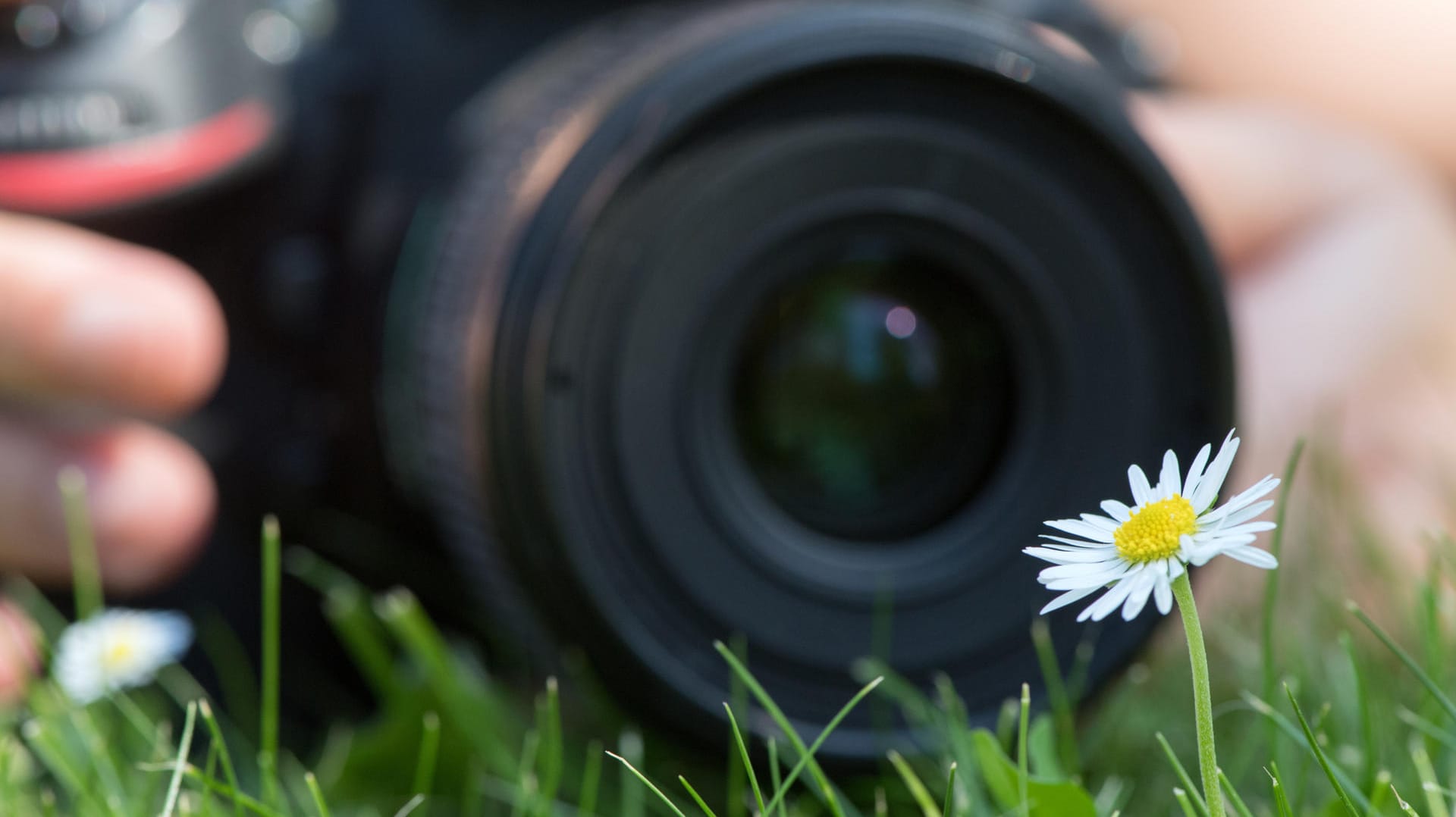 Für das Gänseblümchen am besten ein Makro-Objektiv benutzen – das geht mit einer kompakten Kamera nicht.