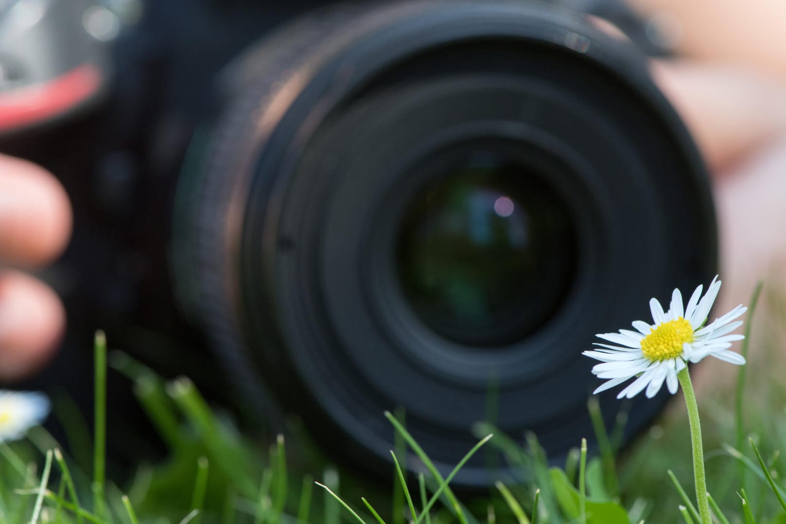 Für das Gänseblümchen am besten ein Makro-Objektiv benutzen – das geht mit einer kompakten Kamera nicht.