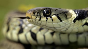 30+ Heimische Schlangen Im Teich, In diesem artikel beleuchten wir