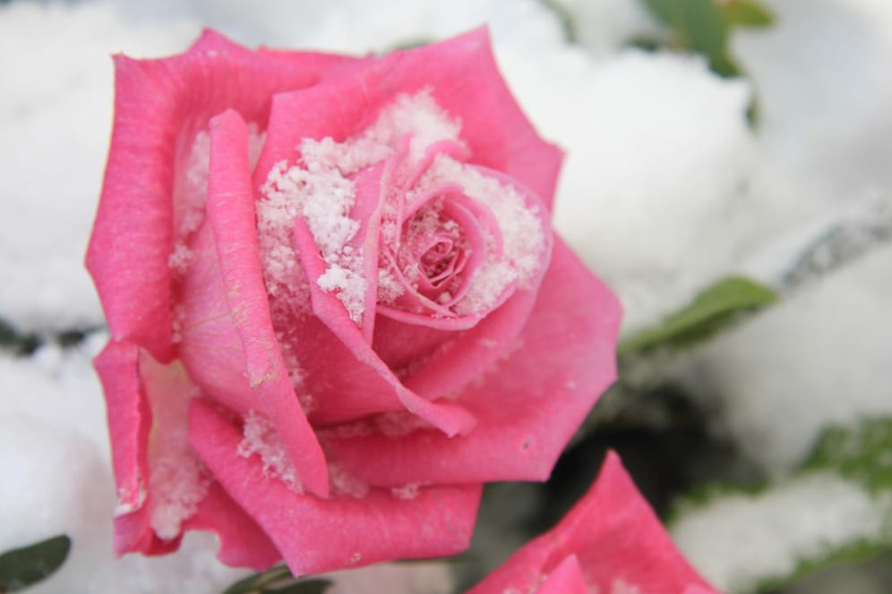 Rosen sind frostempfindlich und sollten daher während der Wintermonate gut geschützt werden.