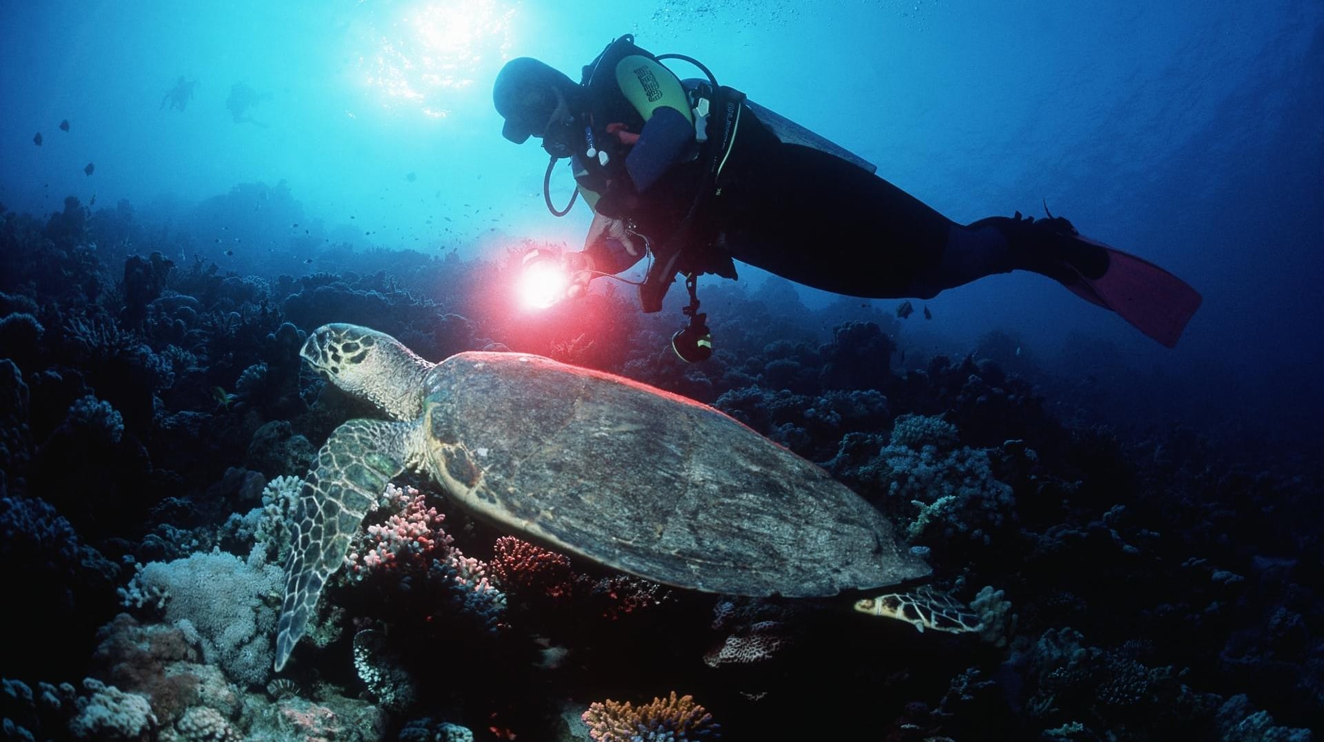 Mit der richtigen Ausrüstung gelingen Ihnen auch unterwasser spektakuläre Fotos.