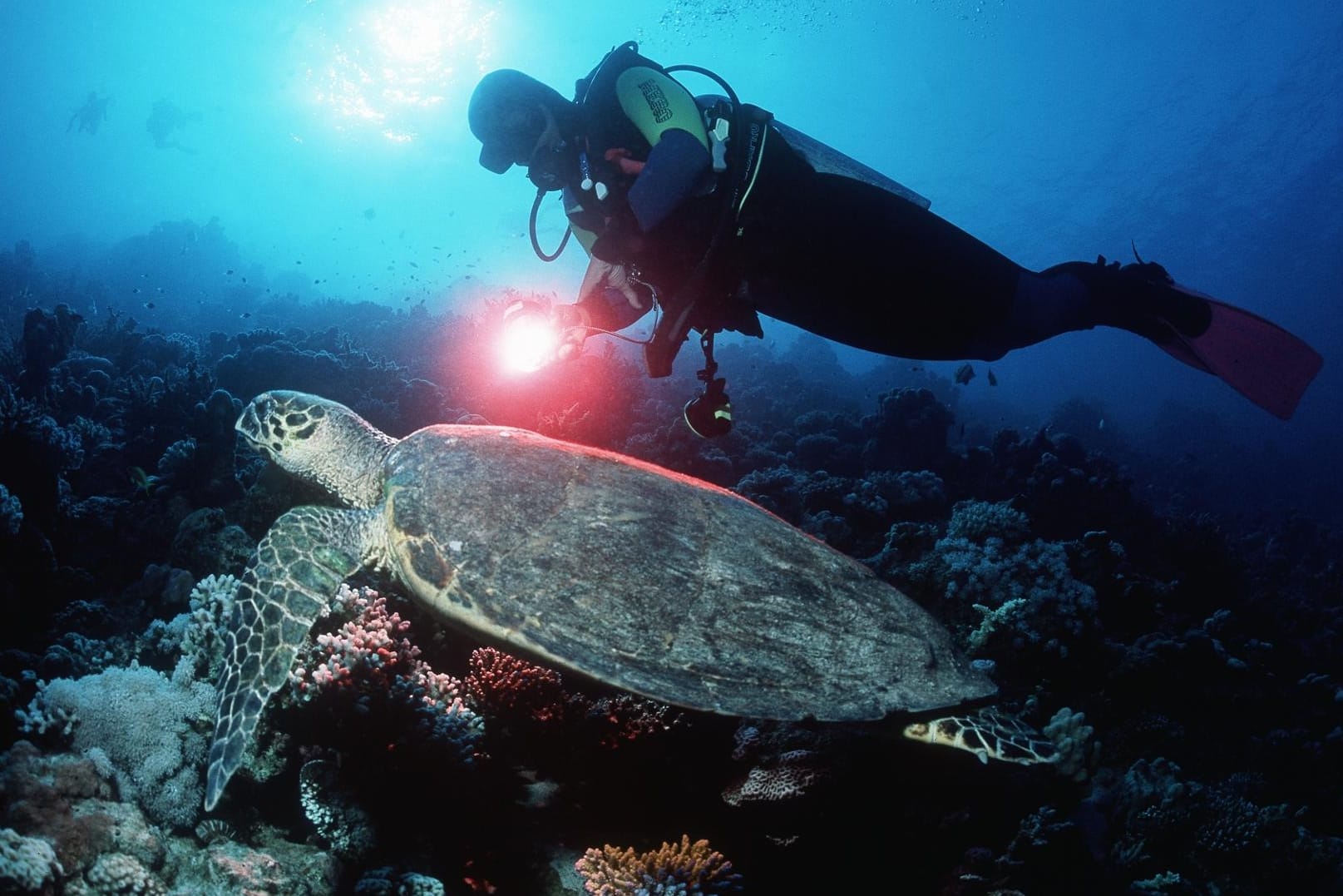 Mit der richtigen Ausrüstung gelingen Ihnen auch unterwasser spektakuläre Fotos.