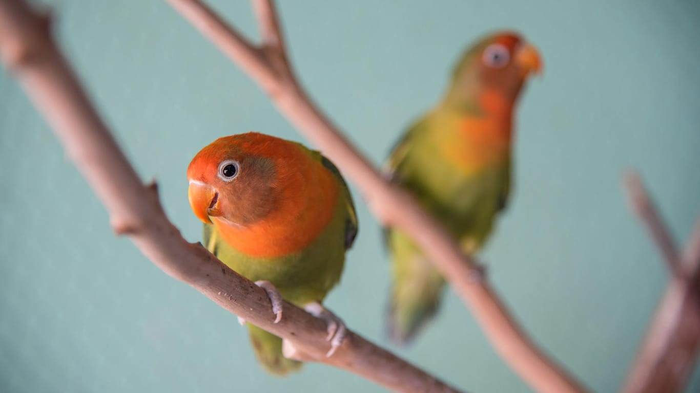 Die Erdbeerköpfchen sind Vögelchen mit lachsrotem Gefieder im Kopfbereich.