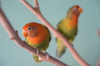 Die Erdbeerköpfchen sind Vögelchen mit lachsrotem Gefieder im Kopfbereich.