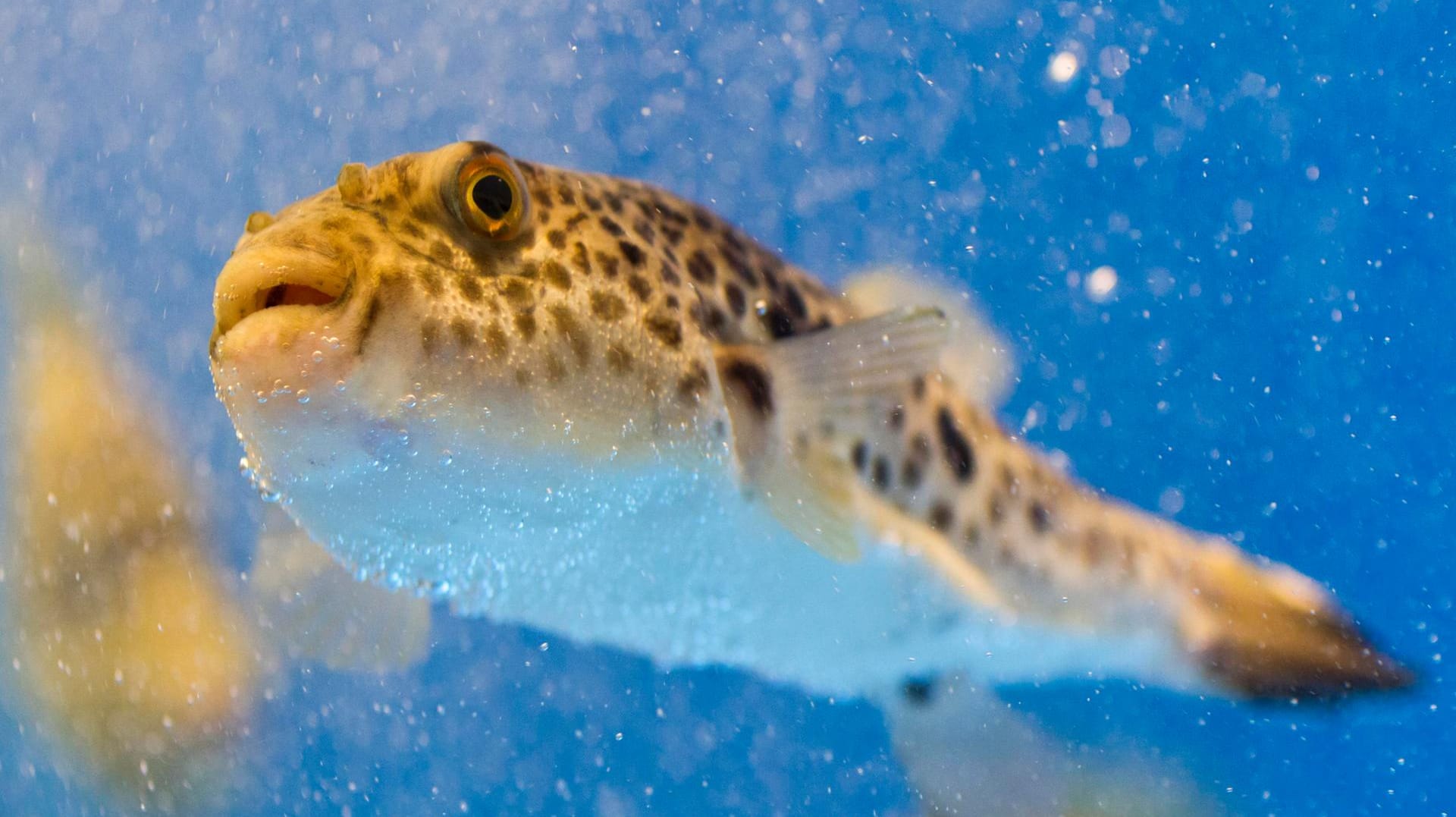 Eine japanische Delikatesse: Fugu.