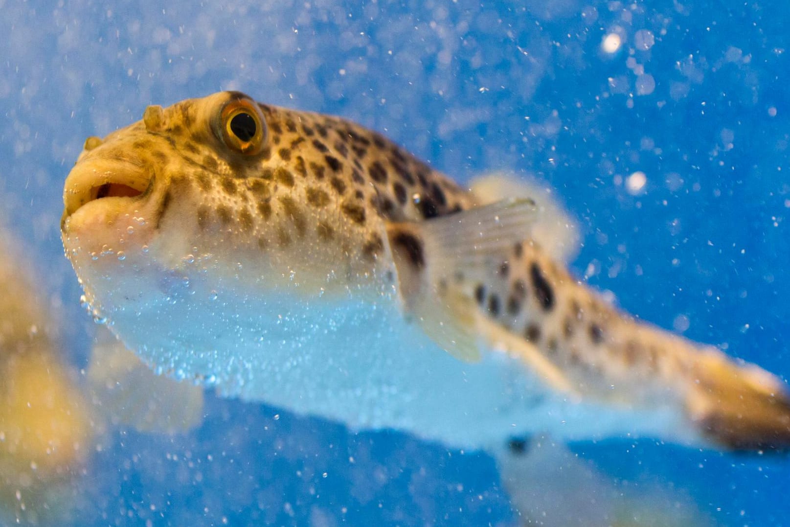 Eine japanische Delikatesse: Fugu.