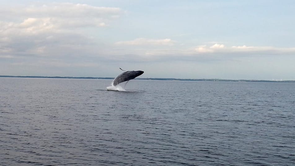 Aufnahme eines Buckelwals in der Ostsee von 2014.