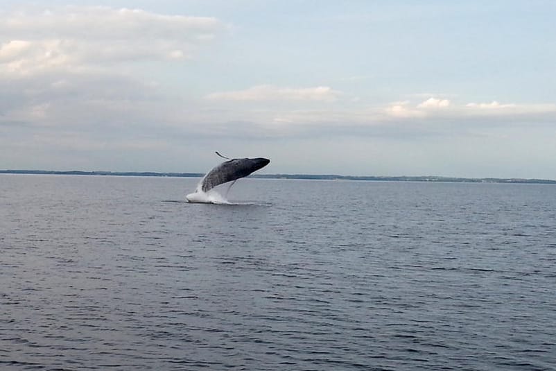 Aufnahme eines Buckelwals in der Ostsee von 2014.