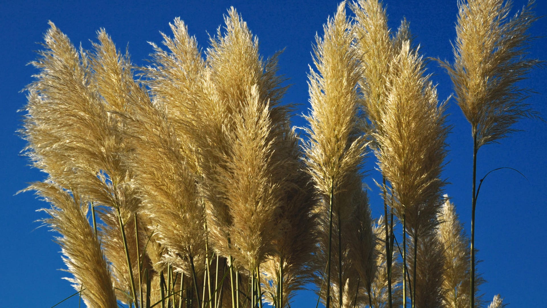 Blüte des Pampasgrases sieht aus wie Zuckerwatte.