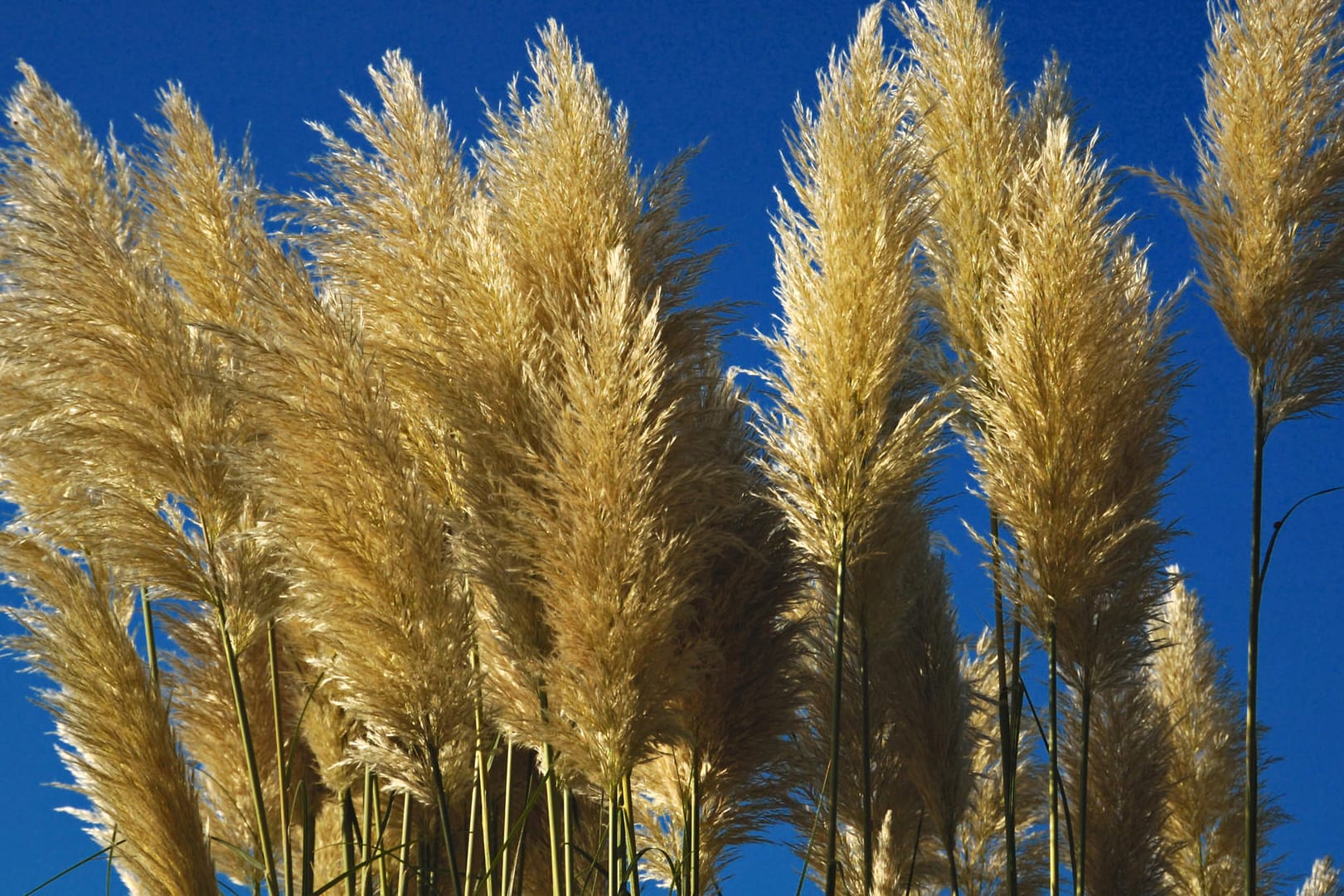 Blüte des Pampasgrases sieht aus wie Zuckerwatte.