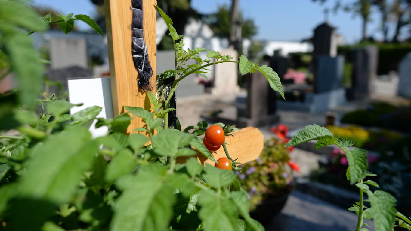 Streit um Tomatenpflanzen auf Grab