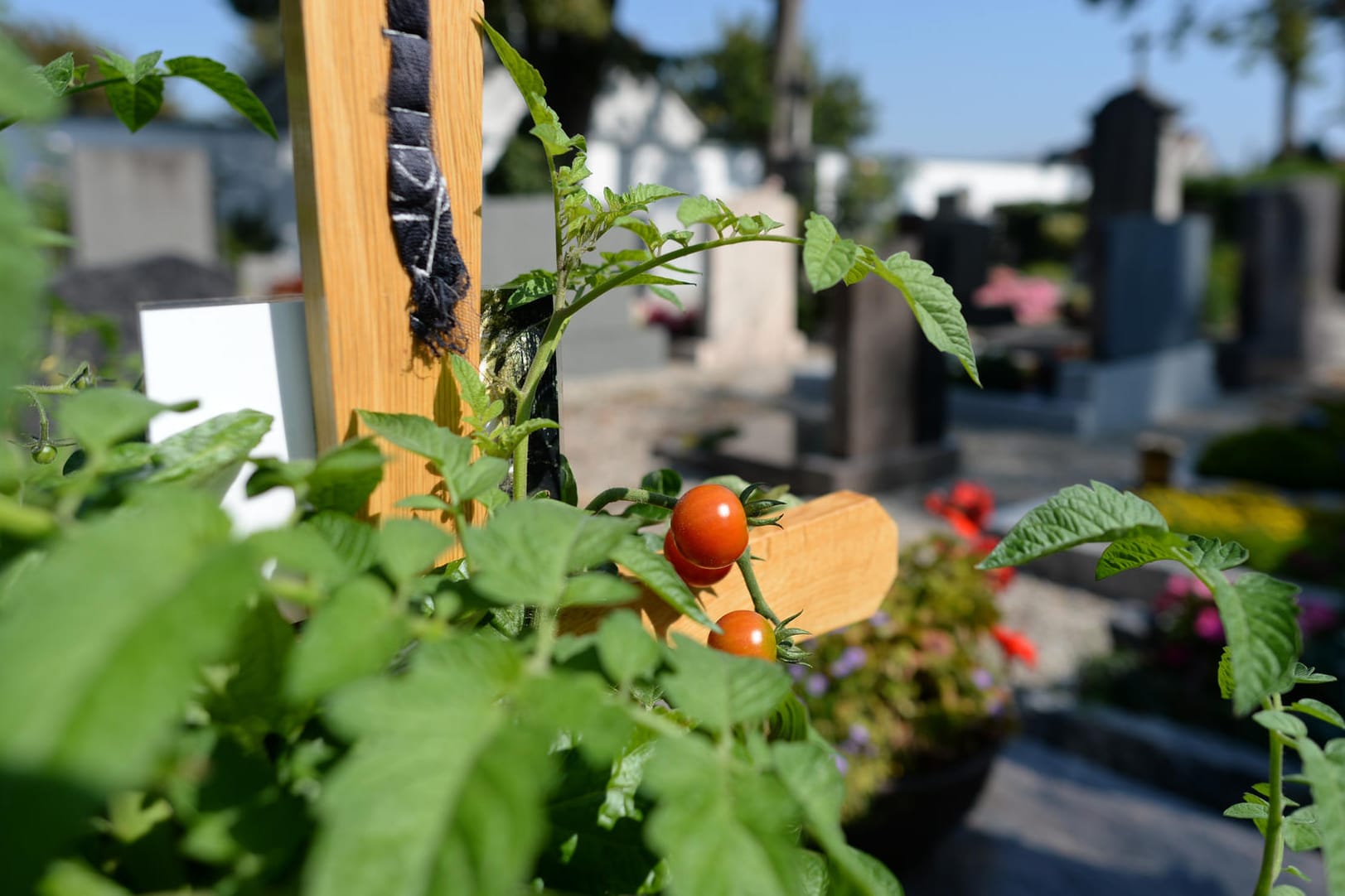 Streit um Tomatenpflanzen auf Grab