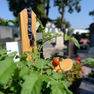 Streit um Tomatenpflanzen auf Grab