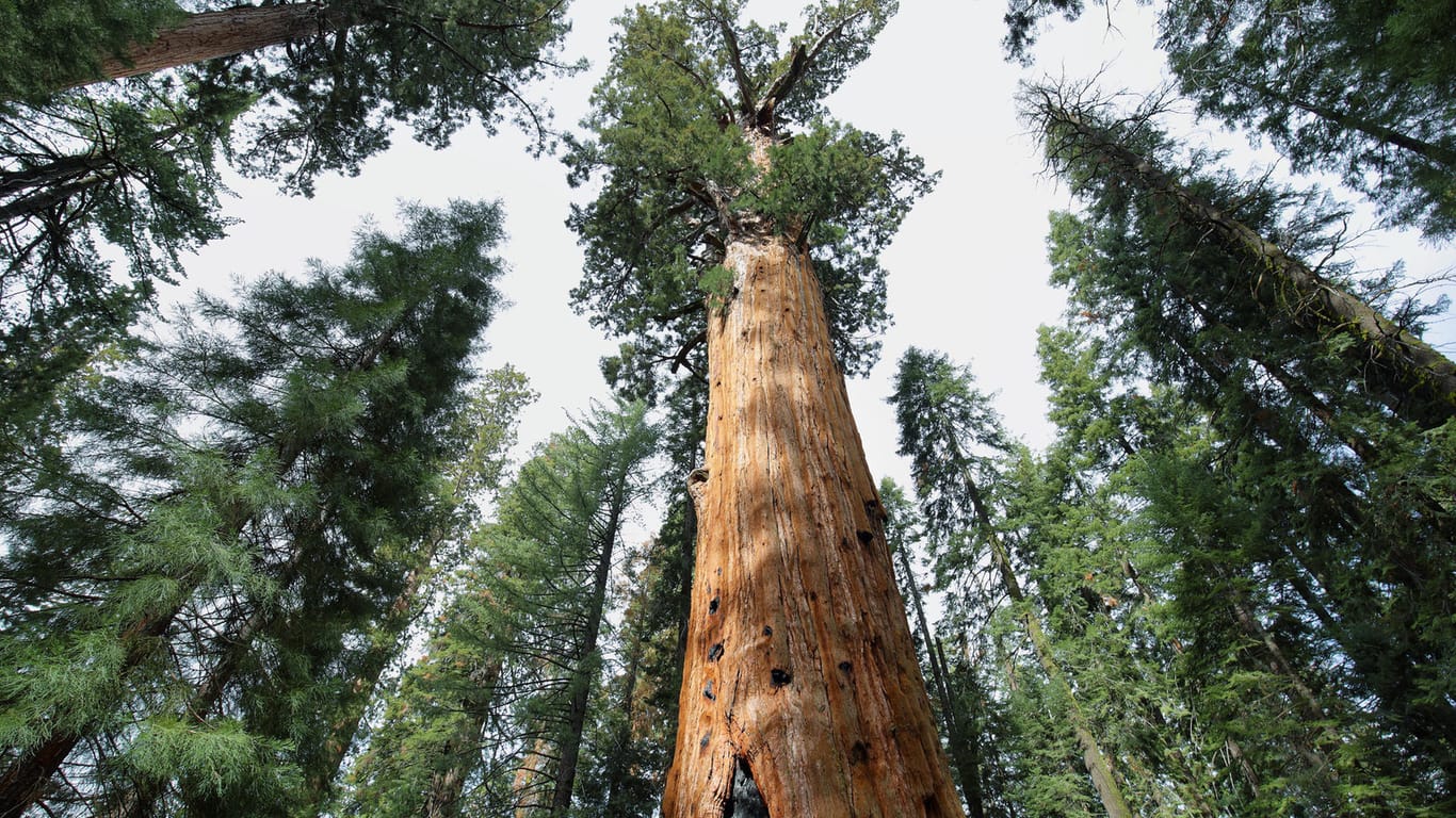 Der Riesenmammutbaum findet sich in vielen amerikanischen Nationalparks.