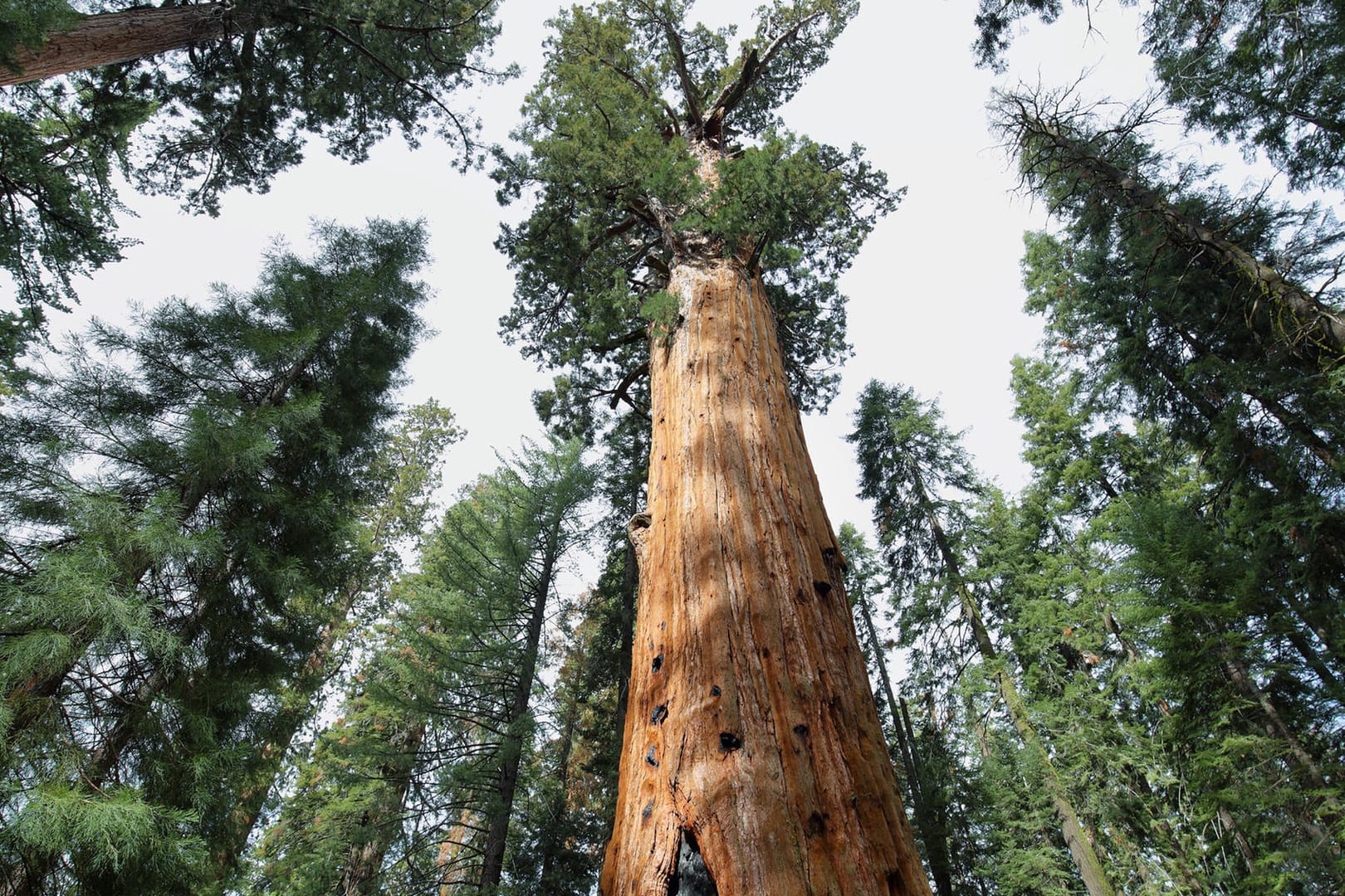 Der Riesenmammutbaum findet sich in vielen amerikanischen Nationalparks.