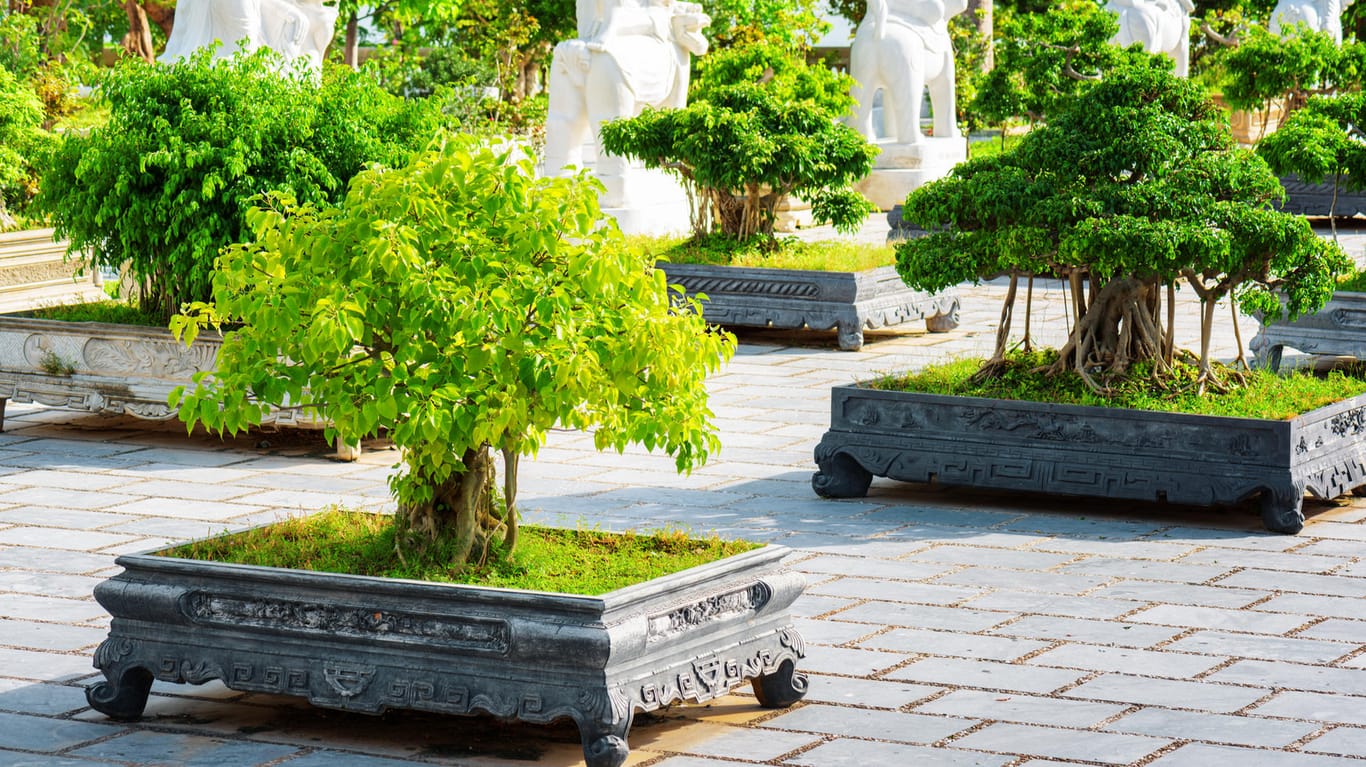 Viele Bäume eignen sich zur Zucht als Bonsai - auch der Urweltmammutbaum.