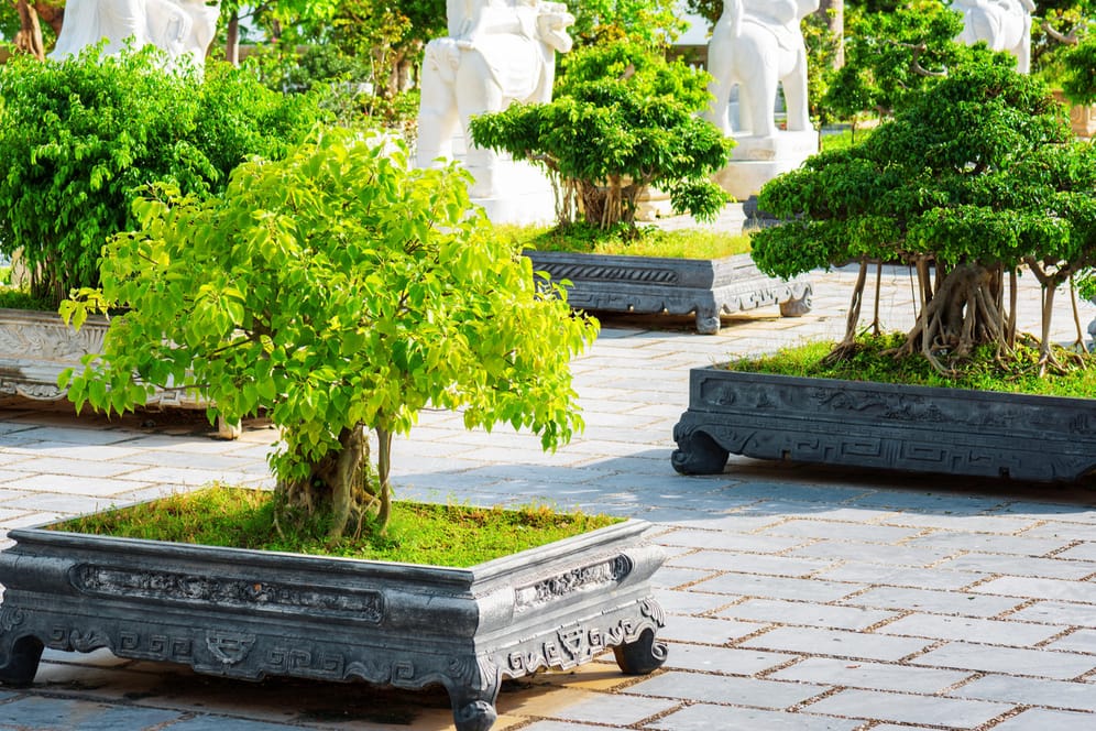 Viele Bäume eignen sich zur Zucht als Bonsai - auch der Urweltmammutbaum.