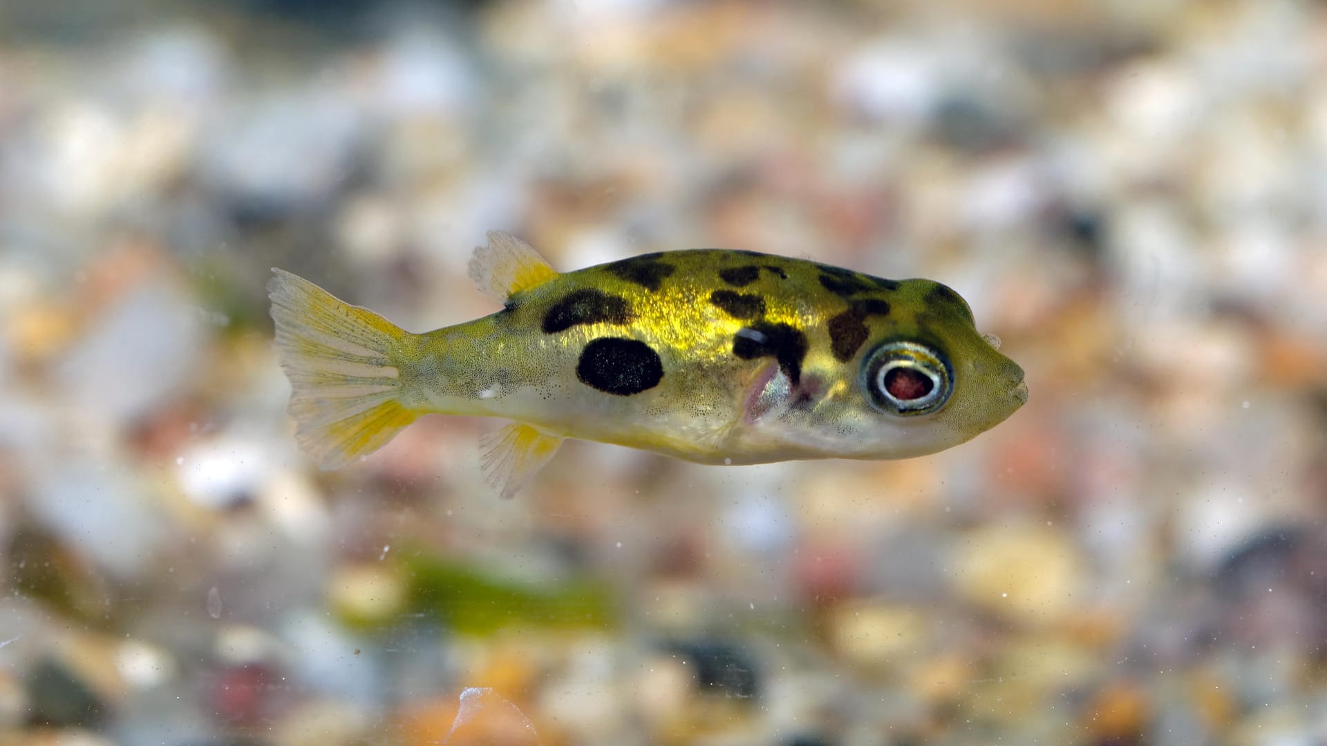 Der Minikugelfisch aus Indien ist nur einer von vielen kugeligen Fischen.