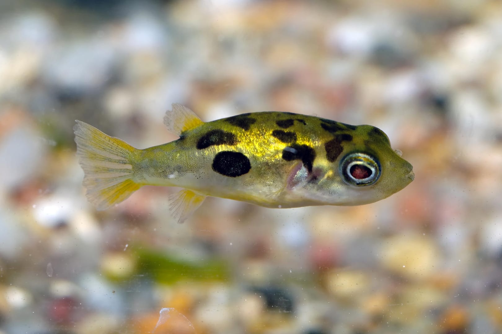 Der Minikugelfisch aus Indien ist nur einer von vielen kugeligen Fischen.