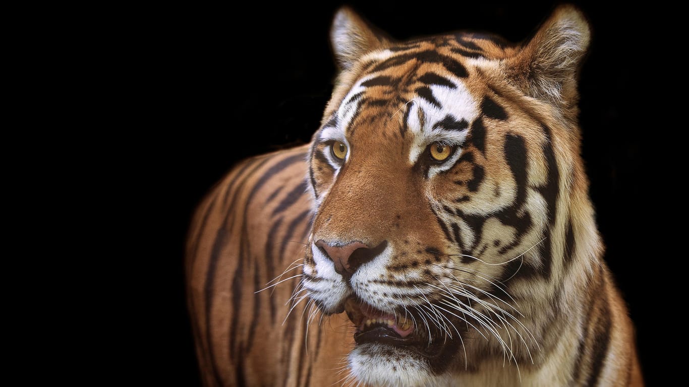 In Großbritannien ist einer der ältesten Tiger eingeschläfert worden.