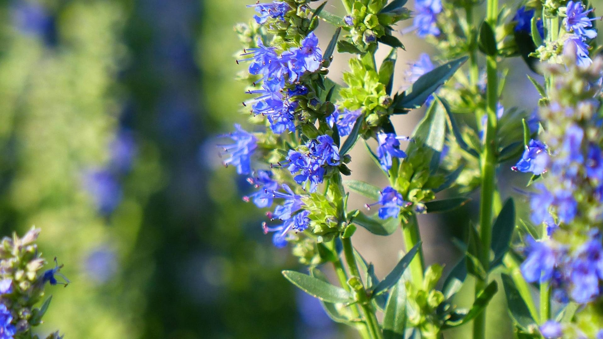 Den blühenden Ysop erkennen Sie an der blauen Farbe.