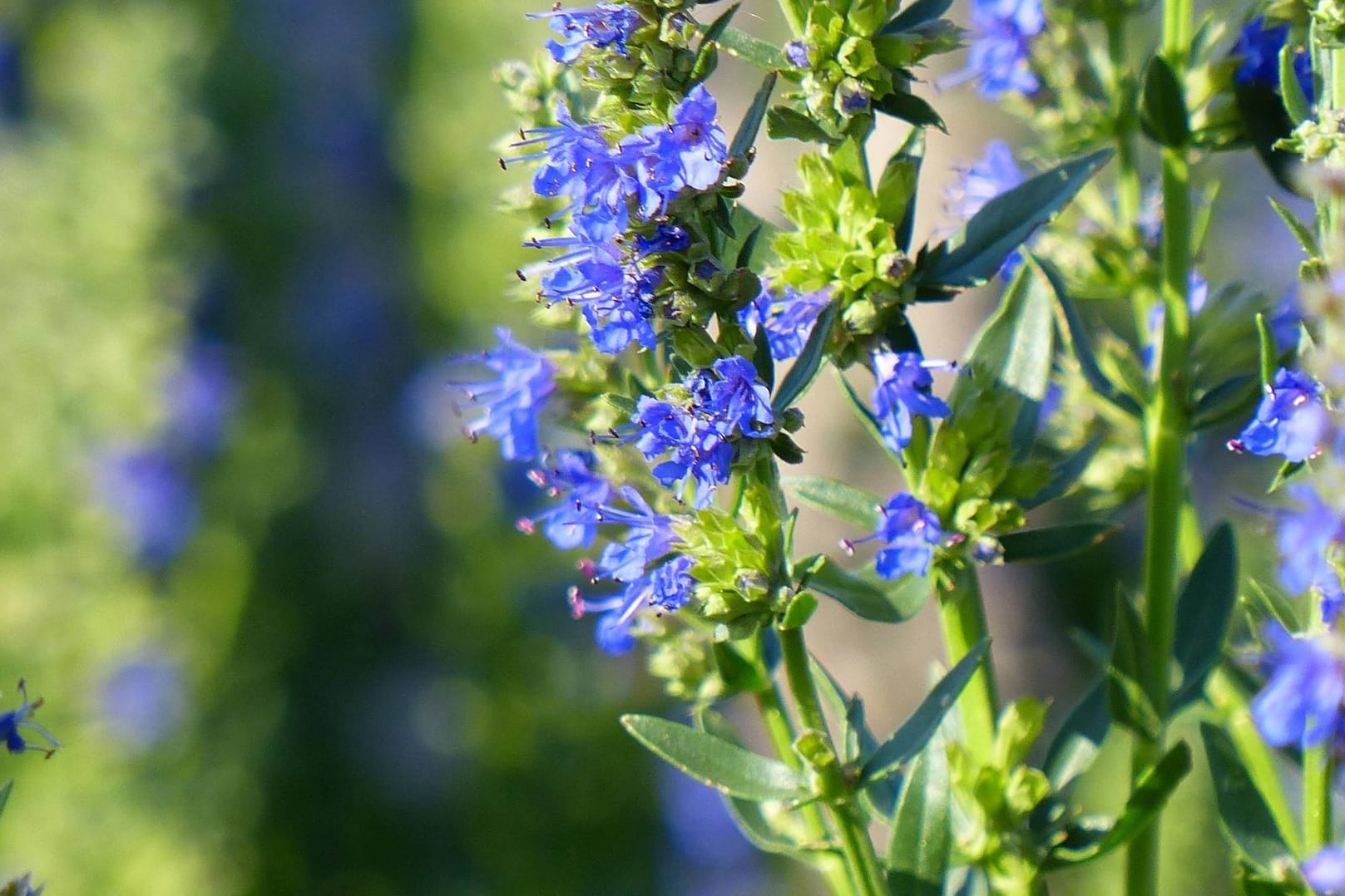 Den blühenden Ysop erkennen Sie an der blauen Farbe.