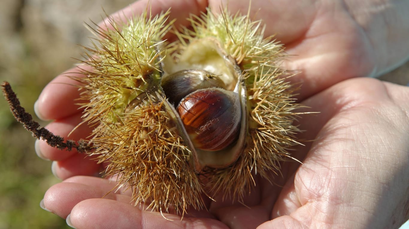 Essbare Edelkastanien: Sie sind von einer Hülle mit feinen Stacheln umgeben. Essbare Edelkastanien: Sie sind von einer Hülle mit feinen Stacheln umgeben.