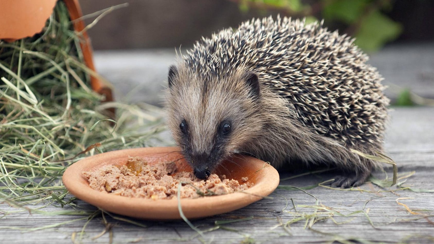 Igel: Die Tiere benötigen protein- und fetthaltige Nahrung.