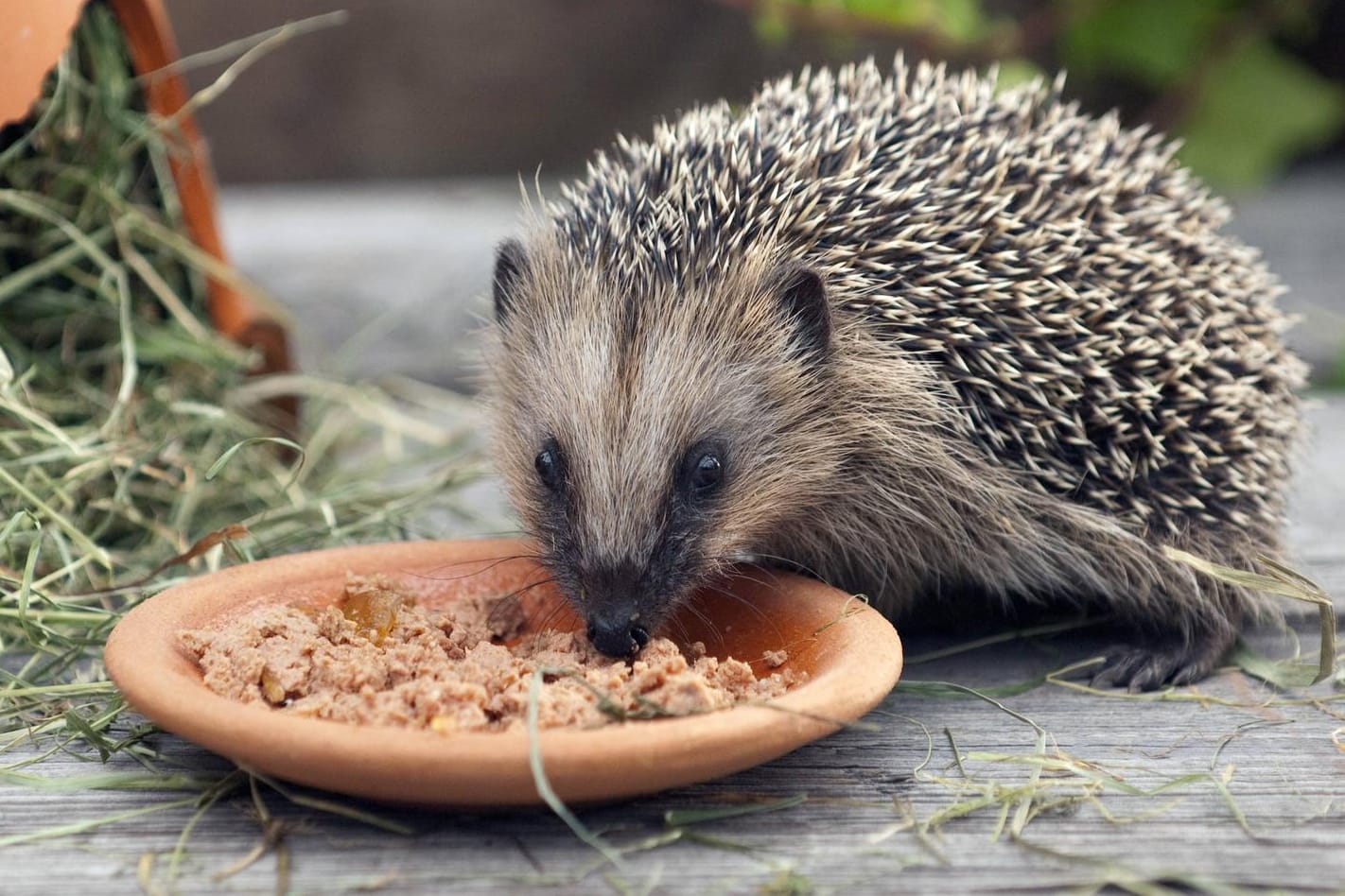 Igel: Die Tiere benötigen protein- und fetthaltige Nahrung.