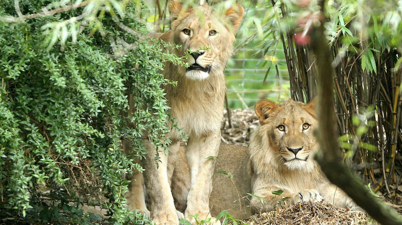 Die Löwen-Männchen Motshegetsi (links) und Majo auf einem Archivfoto aus der vergangenen Woche.